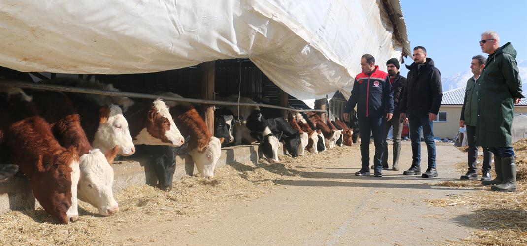 Erzincan’da büyükbaş hayvan işletmelerine arilik incelemesi…