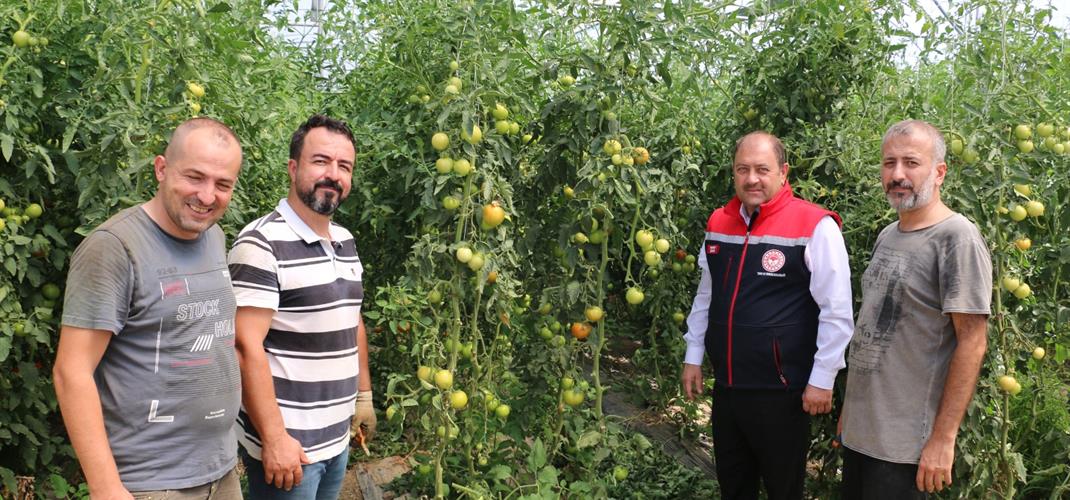 Erzincan, Domates ve Salatalıkta Bölgeyi Besliyor