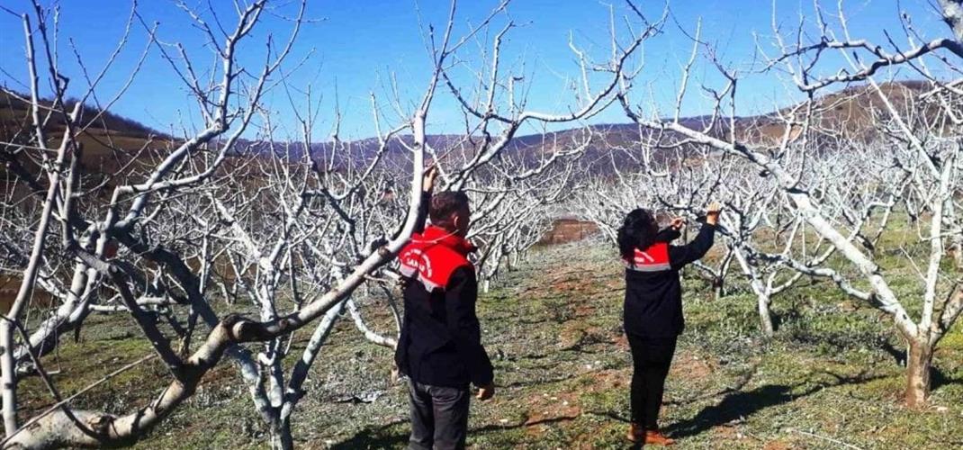 Meyve Bahçelerinde Bordo Bulamacı Nasıl Kullanılır?