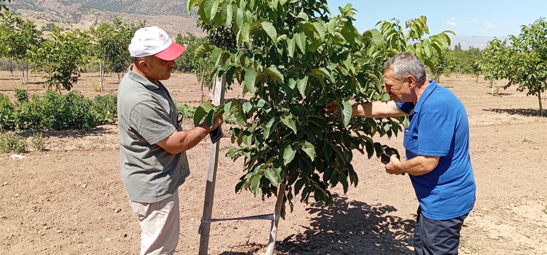 Erzincan'da Ceviz Yetiştiriciliği Artıyor