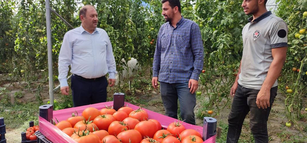 Erzincan Domatesi Çevre İllerde Sofraları Süslüyor…