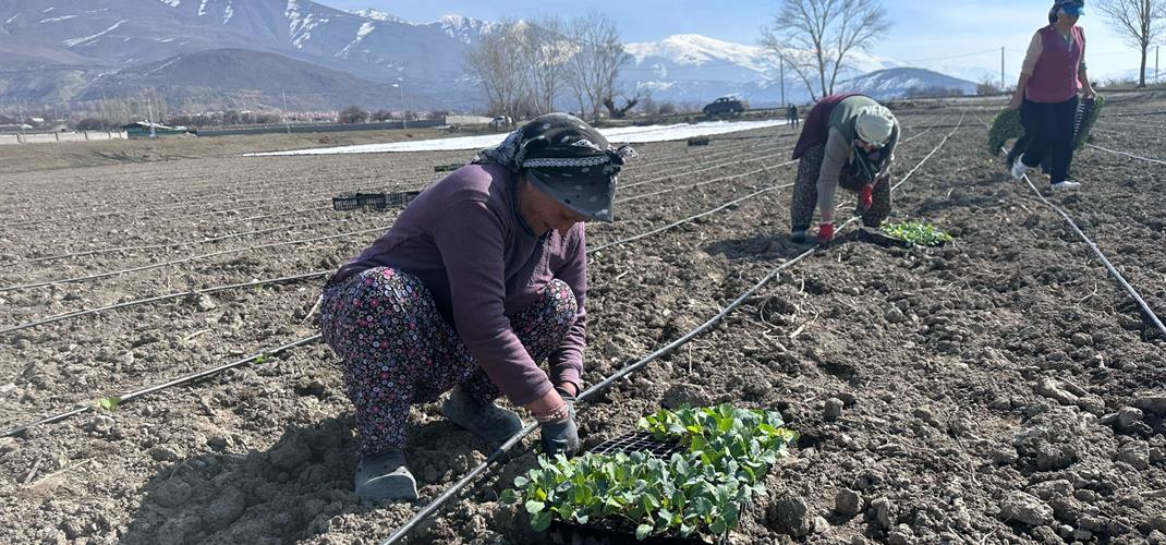 Erzincan’ın yerli ürününde ilk fideler toprakla buluştu…