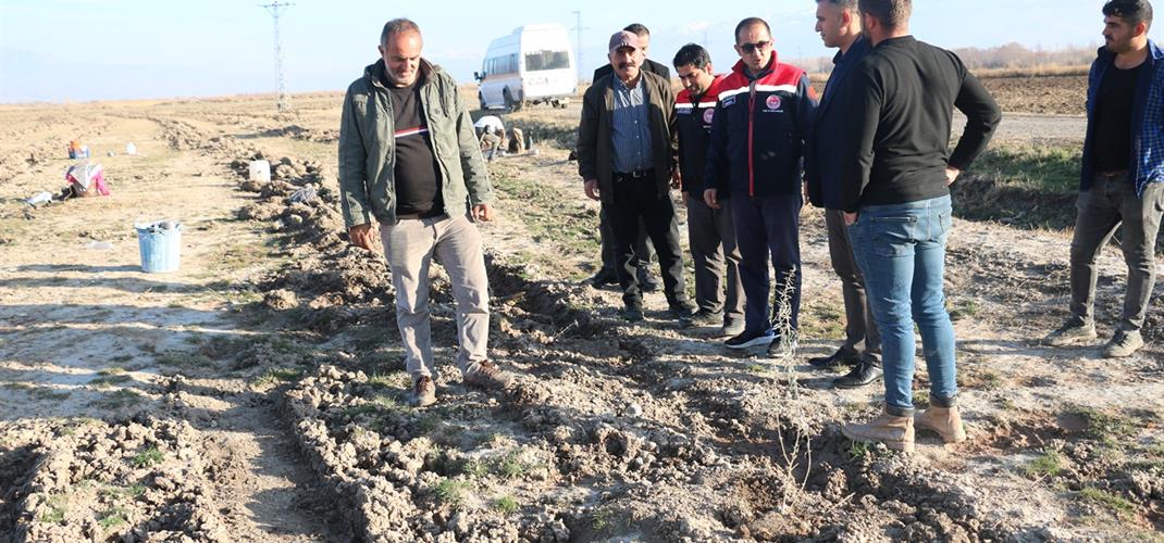 Erzincan’da 111 bin tuz çalısı toprakla buluşturuldu
