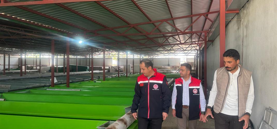 Uluköy’de  yılda 15 milyon yavru üretiliyor…
